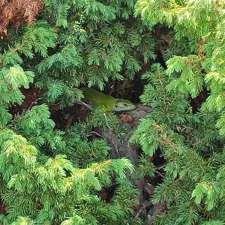 Bellevue E7 Apartament Kopaonik